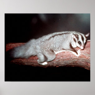 Poster Glider de sucre - Petaurus breviceps