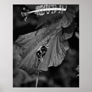 Poster Glissement de l'abeille