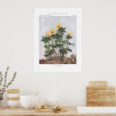 Poster Globeflower américaine - Trollius laxus (Cuisine)