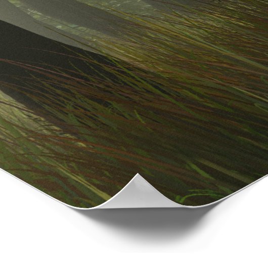 Poster Gloire aux Banyans (Coin)