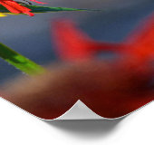 Poster Gloire aux colibris (Coin)