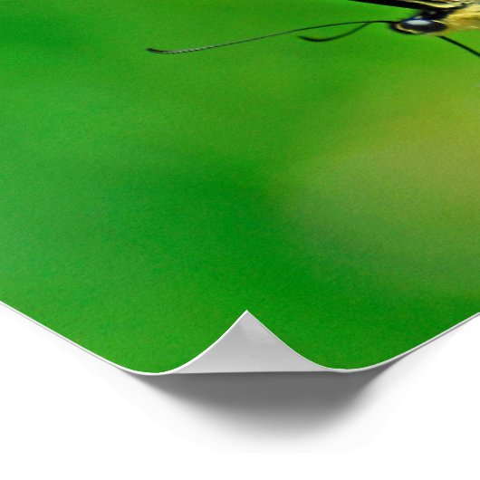 Poster Gloire aux papillons (Coin)