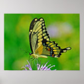 Poster Gloire aux papillons (Devant)