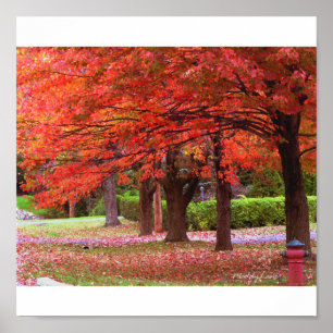 Poster Gloire d'automne rouge par MiySpirit