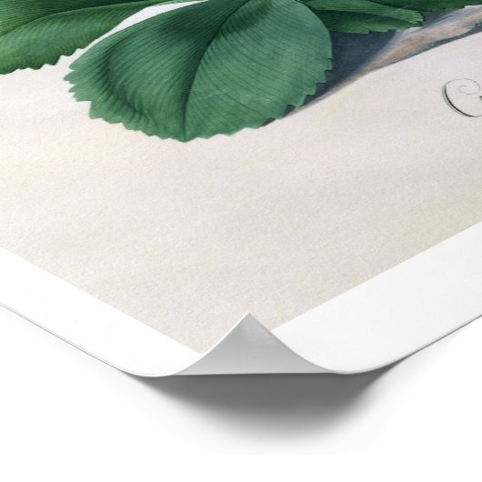 Poster Gloire de Chilton (gouache sur vellum) (Coin)