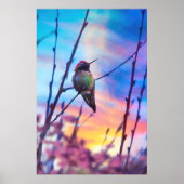 POSTER GLOIRE DU LEVER HUMMINGBIRD (Devant)