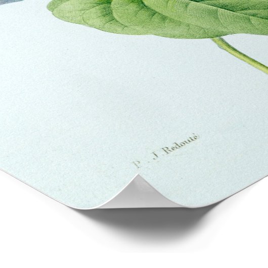 Poster Gloire du matin (Coin)