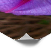 Poster Gloire du matin (Coin)