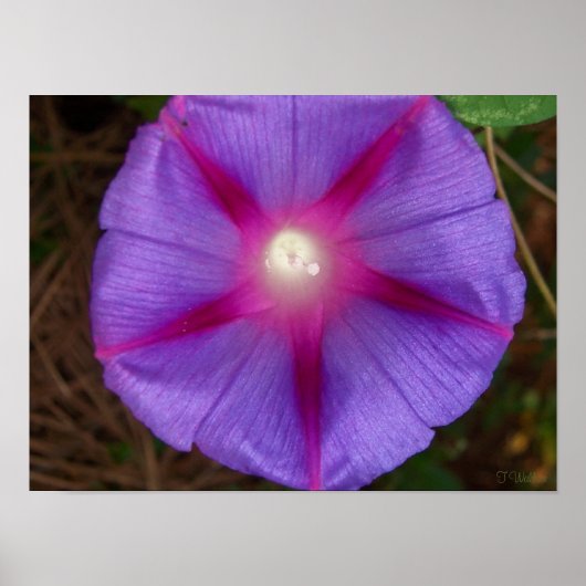 Poster Gloire du matin (Devant)