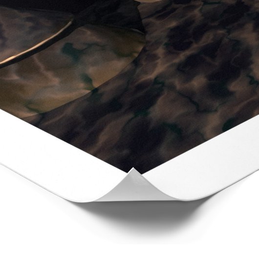 Poster Gloire du matin (Coin)