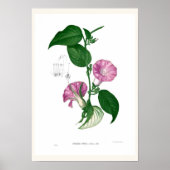 Poster Gloire du matin (Argyreia sp. (Devant)