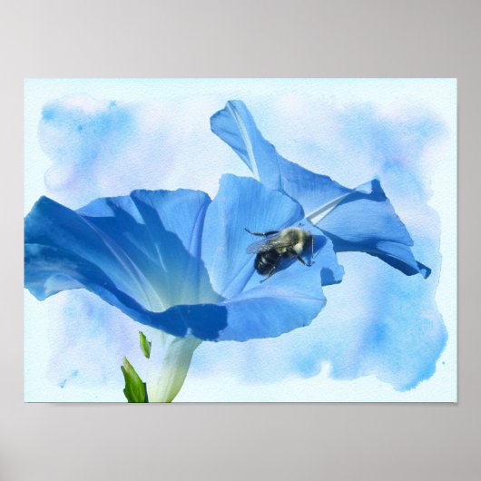Poster Gloire du matin bleu et bourdon (Devant)
