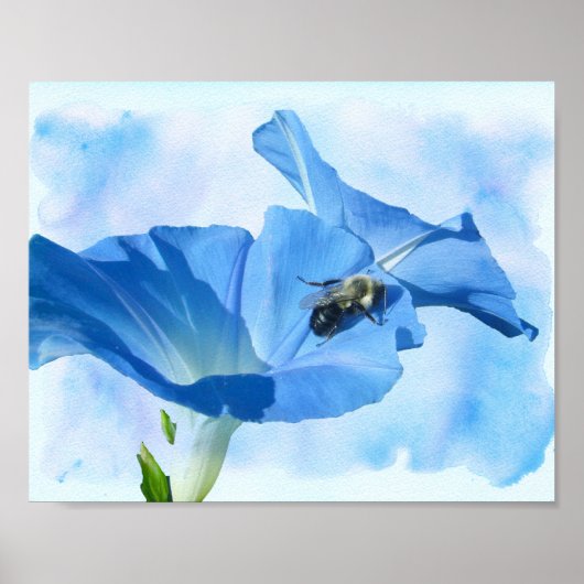 Poster Gloire du matin bleu et bourdon (Devant)
