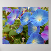 Poster Glories du matin (Devant)