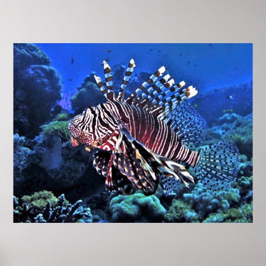 Poster Glorieux Lion-fish (Devant)
