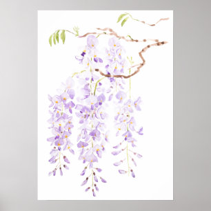 Poster glycine en fleur