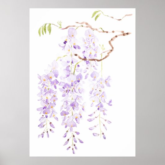 Poster glycine en fleur (Devant)