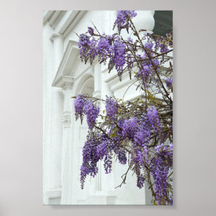 Poster Glycine, Vieille Église, Charleston, Caroline du S