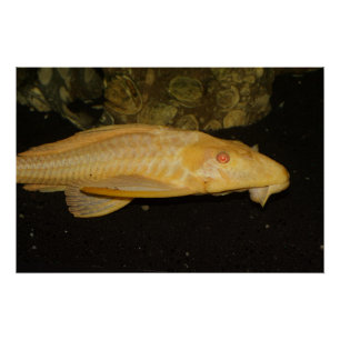 Poster Glyptoperichthys gibbiceps