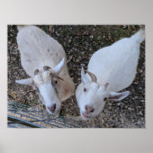 Poster Goat Bros (Devant)