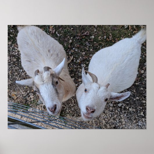 Poster Goat Bros (Devant)