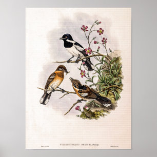Poster Gobe-mouche de Brodie vintage par John Gould