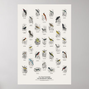 Poster Gobemouches - Bibliothèque du Naturaliste