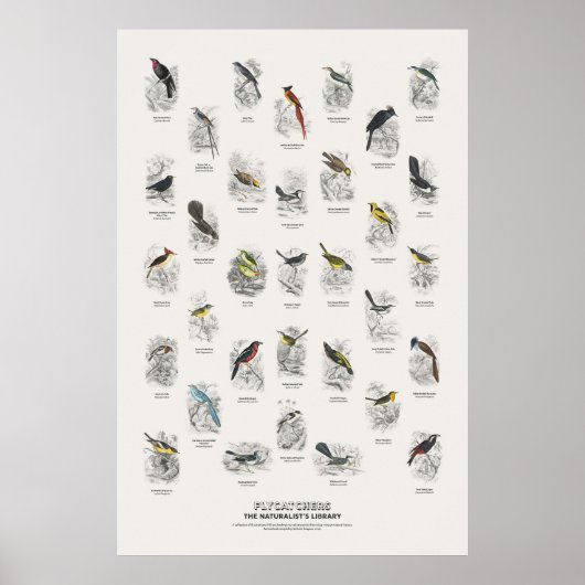 Poster Gobemouches - Bibliothèque du Naturaliste (Devant)