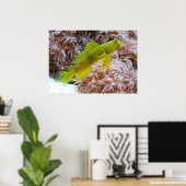 Poster Gobie de crevettes jaune (Bureau à domicile)