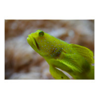 Gobie de crevettes jaune
