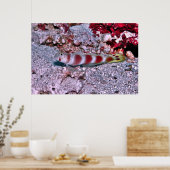 Poster Goby (Cuisine)