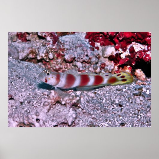 Poster Goby (Devant)