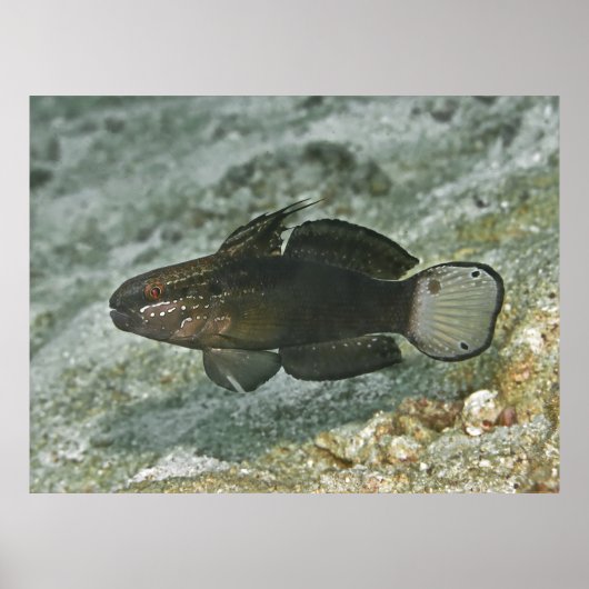 Poster Goby à barreaux Brown (Devant)