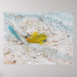 Poster Goby à crevette jaune