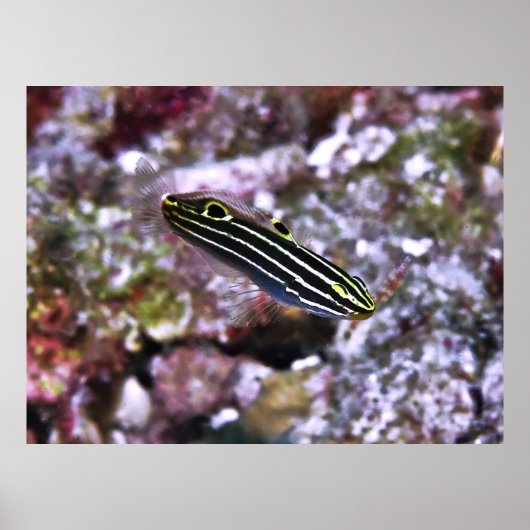 Poster Goby de Hector (Devant)