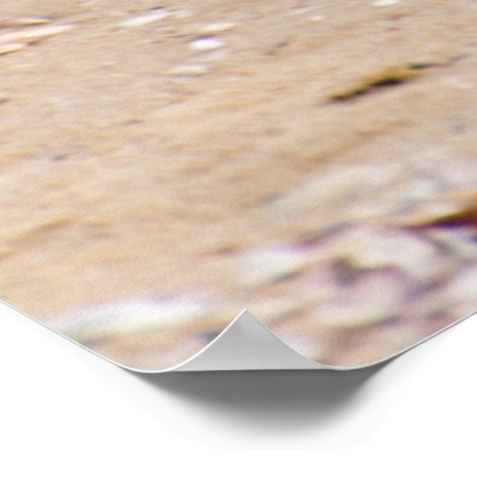 Poster Goéland (Coin)