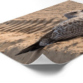 Poster Goéland à hareng juvénile (Coin)