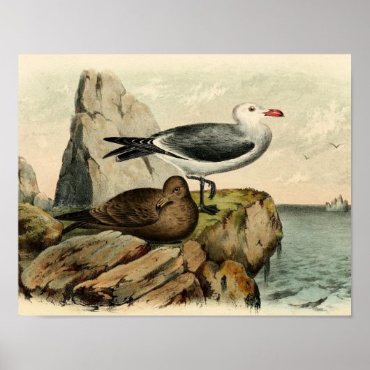 Poster Goéland à tête blanche (Devant)