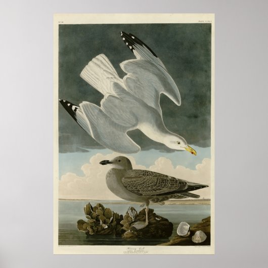 Poster Goéland argenté des oiseaux américains de John Aud (Devant)