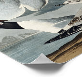 Poster Goéland bonapartien des oiseaux d'Amérique (Coin)