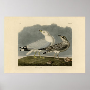 Poster Goéland commun américain - Les oiseaux d'Amérique