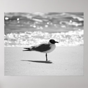 Poster Goéland de Bonaparte noir et blanc sur la plage 16