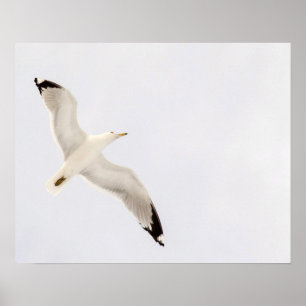 Poster Goéland volant