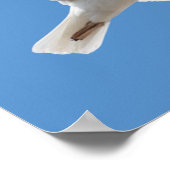 Poster Goéland volant (Coin)