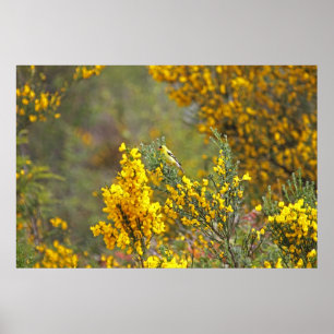 Poster Gold Finch and Yellow Flowers