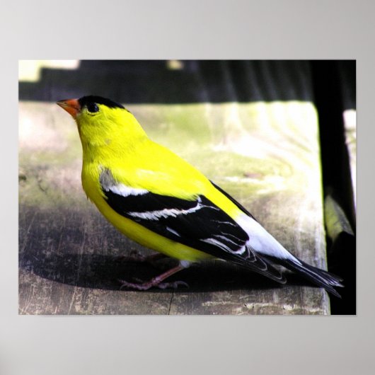 Poster Gold Finch / Imprimer (Devant)