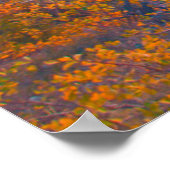 Poster Golden Aspens (Coin)