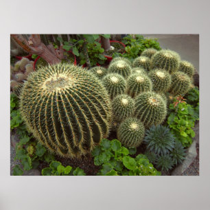 POSTER GOLDEN BARREL CACTI