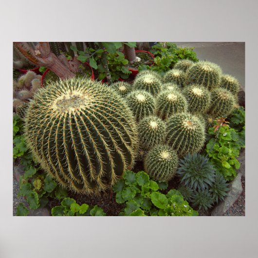 POSTER GOLDEN BARREL CACTI (Devant)