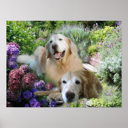 Poster Golden Buddies (Voorkant)